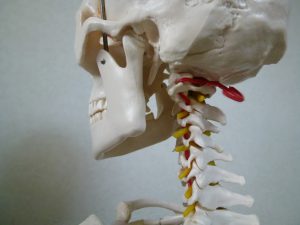飯田橋、頭、自律神経、原因、脳脊髄液